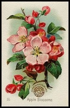 35 Apple Blossoms